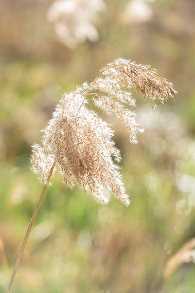 zoom sur une fleur